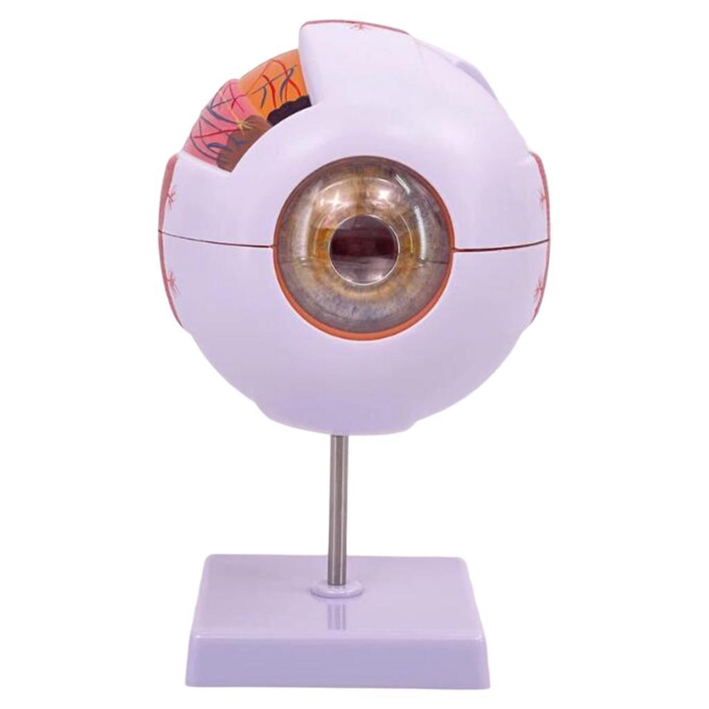 Modèle anatomique d'oeil humai - Science Exhibition Models avis et prix