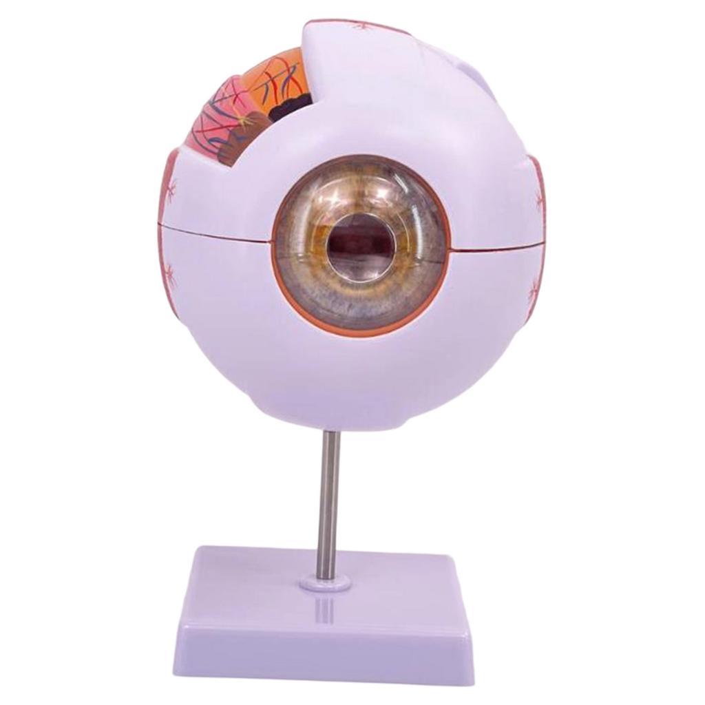 Modèle anatomique d'oeil humai - Science Exhibition Models avis et prix