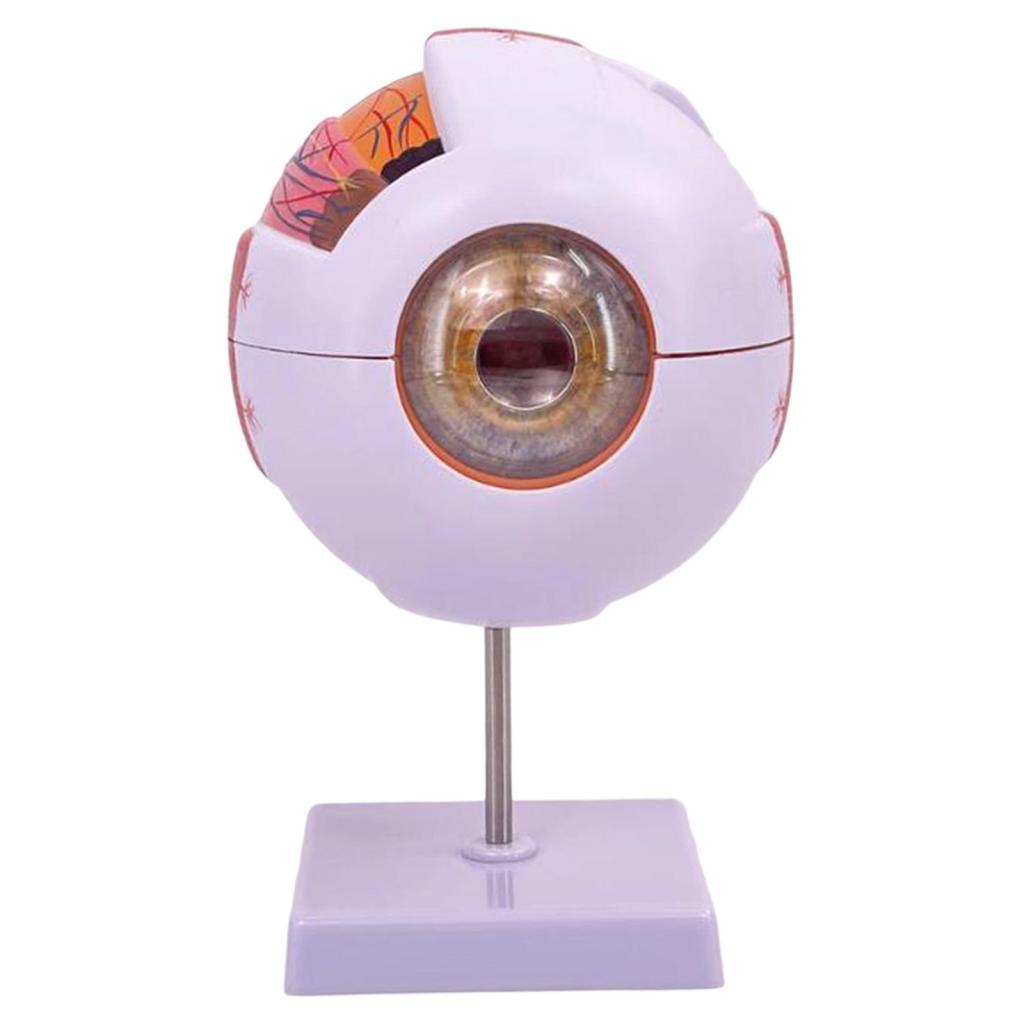 Modèle anatomique d'oeil humai - Science Exhibition Models avis et prix