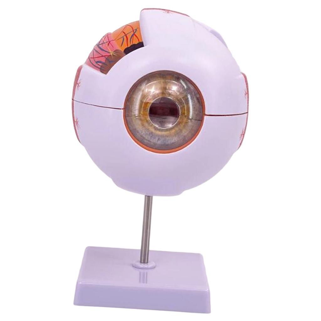 Modèle anatomique d'oeil humai - Science Exhibition Models avis et prix